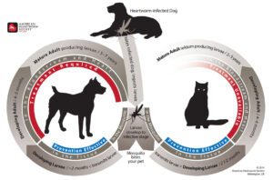 Heartworm Life Cycle