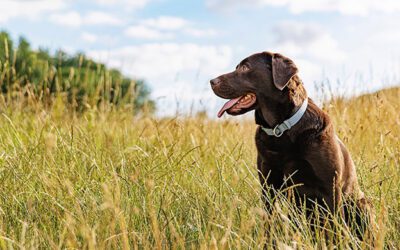 Common Signs of Allergies in Pets