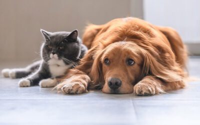 Pain Management Blog