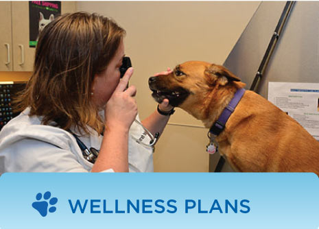 Pet Wellness Plans