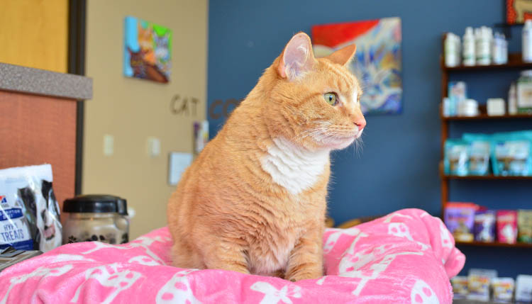 Homeopathy Services at Cascade Summit Animal Hospital