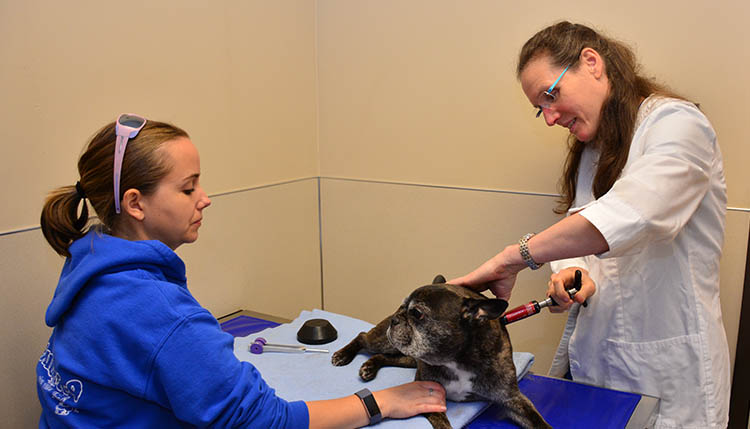 Holistic Medicine at Cascade Summit Animal Hospital