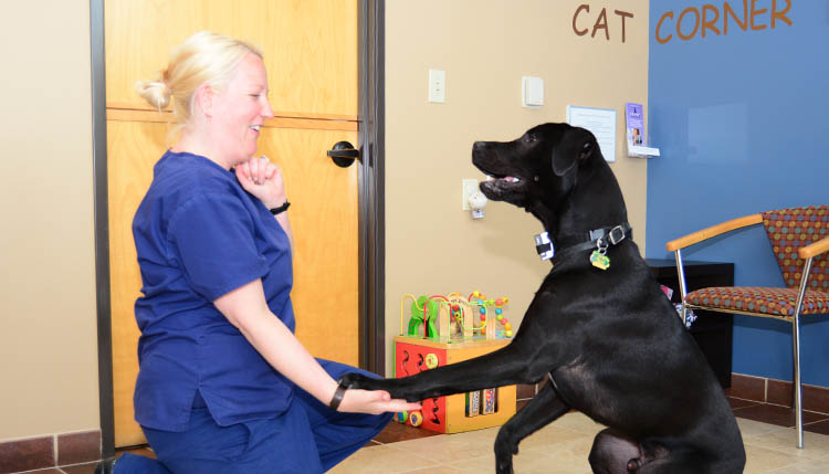 Veterinary Links from Cascade Summit Animal Hospital