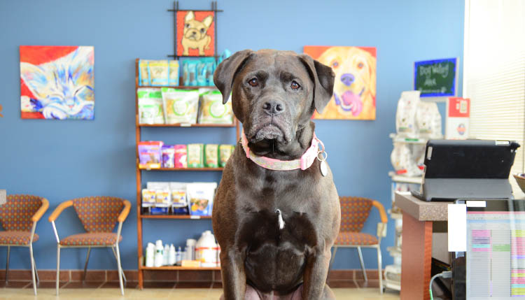 Veterinary Reiki Therapy at Cascade Summit Animal Hospital