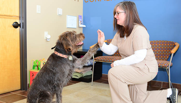 Online Survey for clients of Cascade Summit Animal Hospital