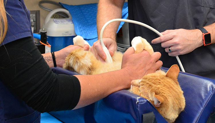Veterinary Diagnostic Services at Cascade Summit Animal Hospital