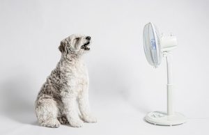 Heat Safety Tips