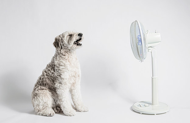 Heat Safety Tips