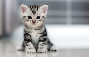 New Kitten Article