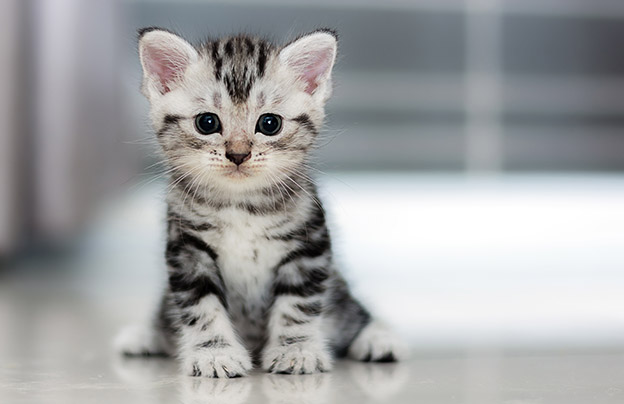 New Kitten Article