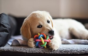 New Puppy Article