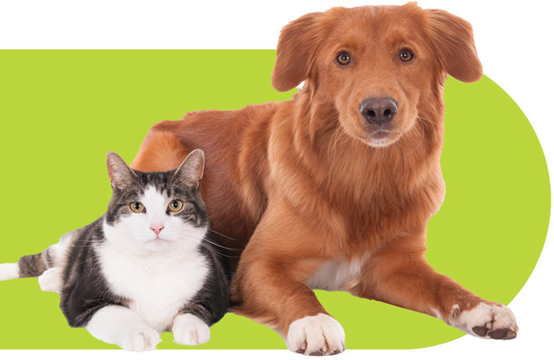 Dog and cat collage on a green background