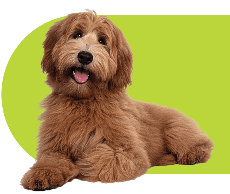 Cute brown dog looking infront