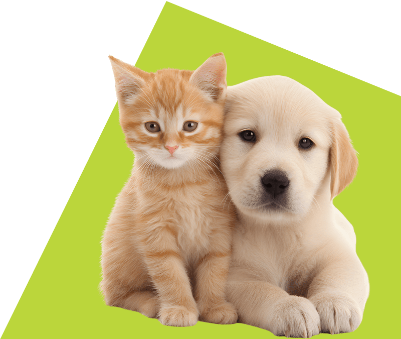 Cute puppy and kitten looking infront