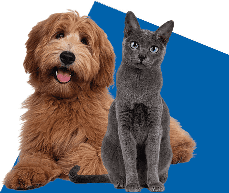 Brown dog and gray cat