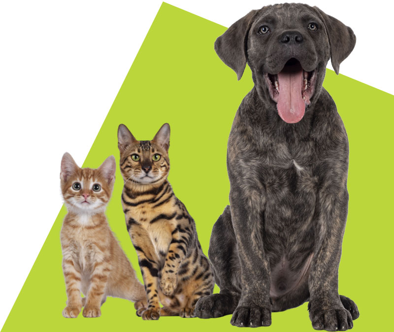 black dog with 2 little cat