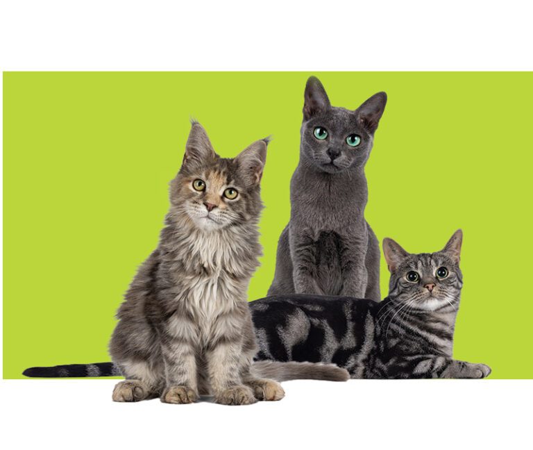 3 little cats sits together