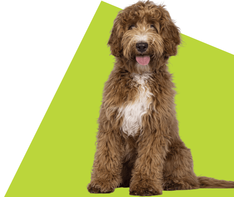 Big brown fluffy dog