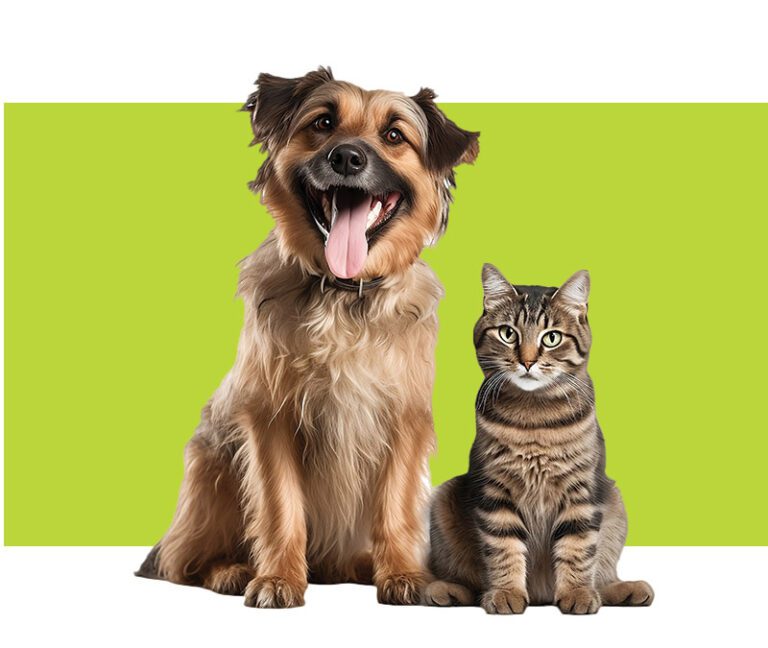 Happy dog and kitty looking infront