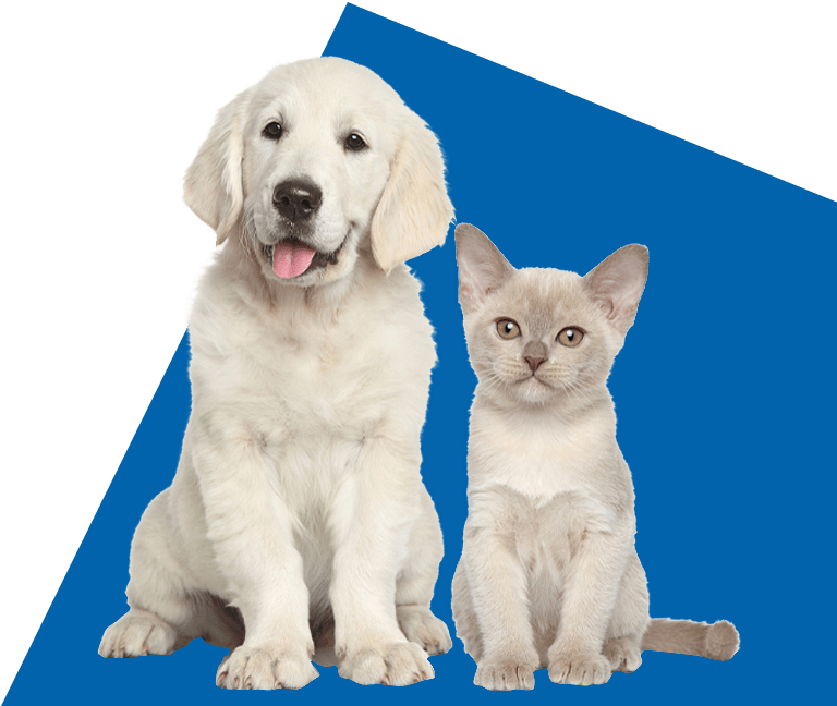 White dog and cat sits together