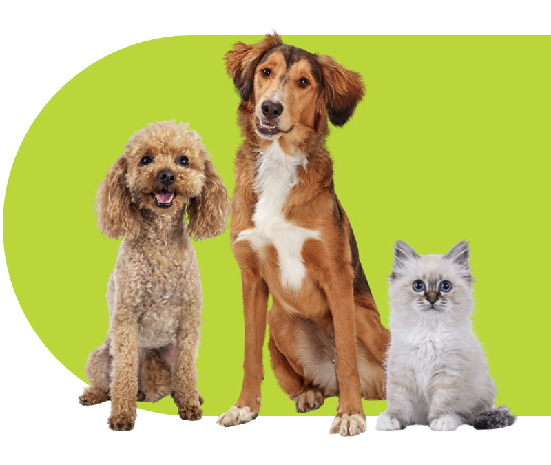 2 dogs and a cute cat sitting together