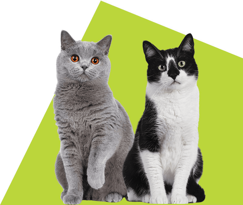 2 cute cats looking infront