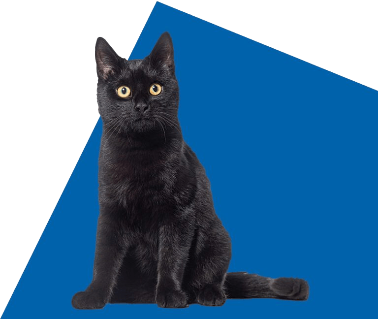 Black cat looking infront