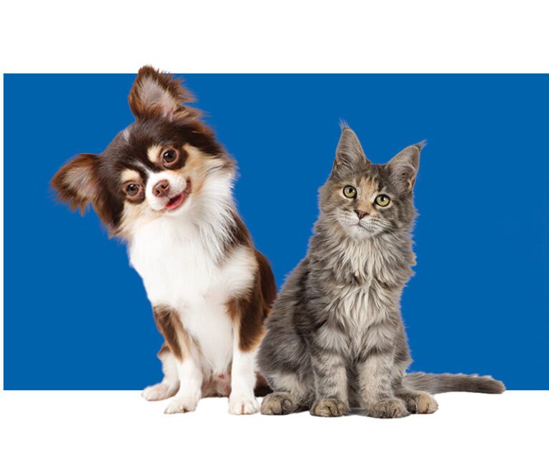 dog and cat looking happily