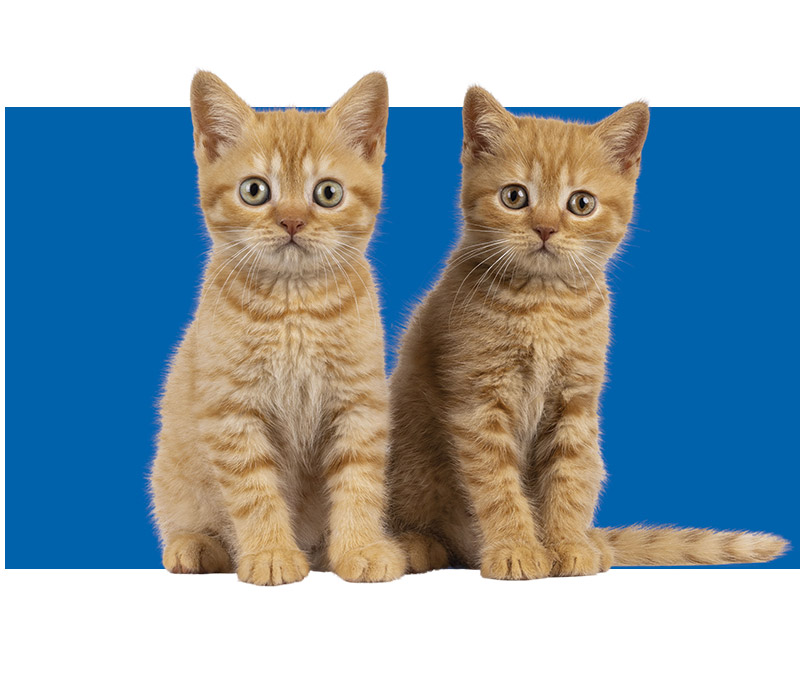 2 brown kitten sits together