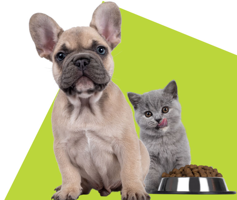 Cute dog and cat with food bowl