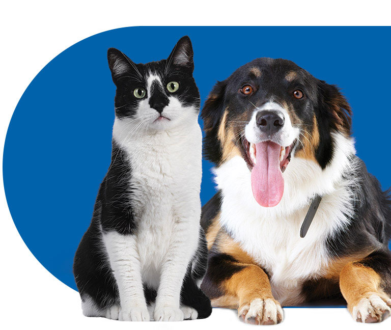 Black and white cat and dog looking infront