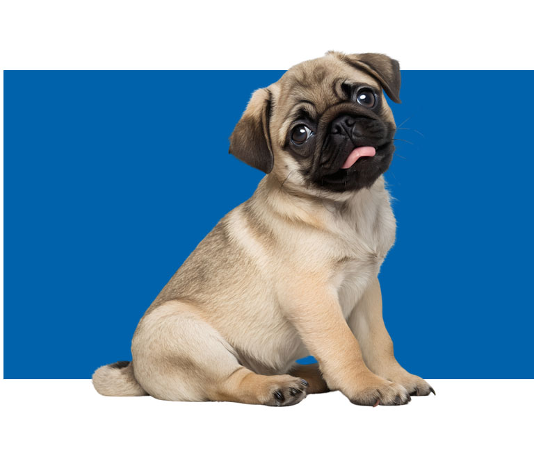 Cute pug sitting infront