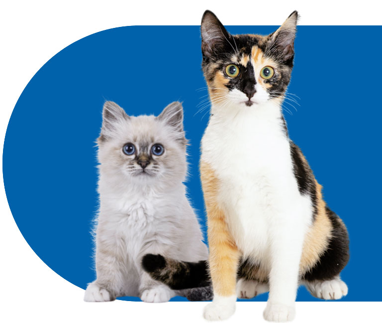 Cute kitty and a big cat sitting together