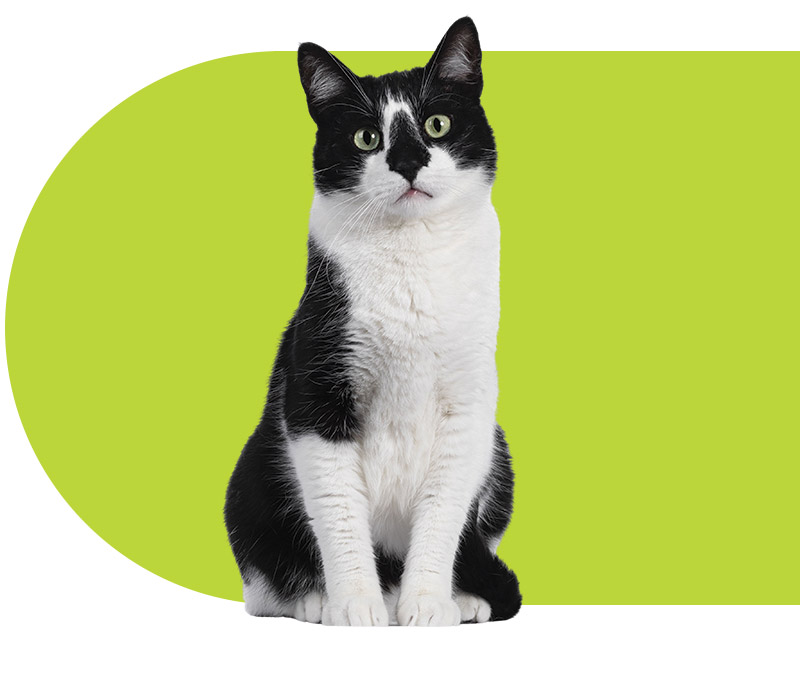 Black and white cat looking infront