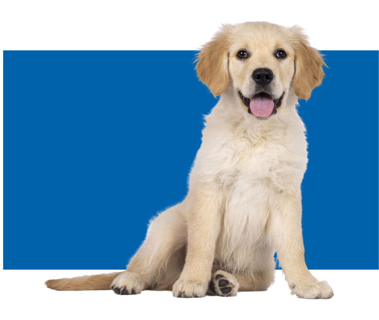 Brown retriever sitting and looking infront