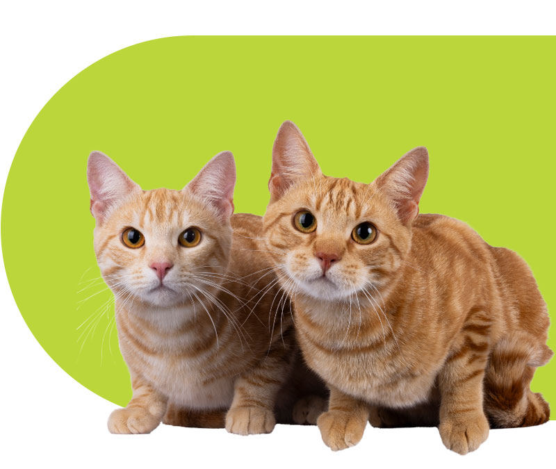 2 brown cats sitting together