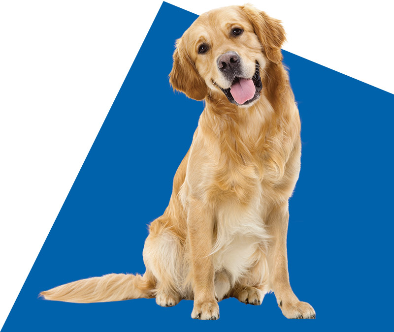 Brown retriever looking infront