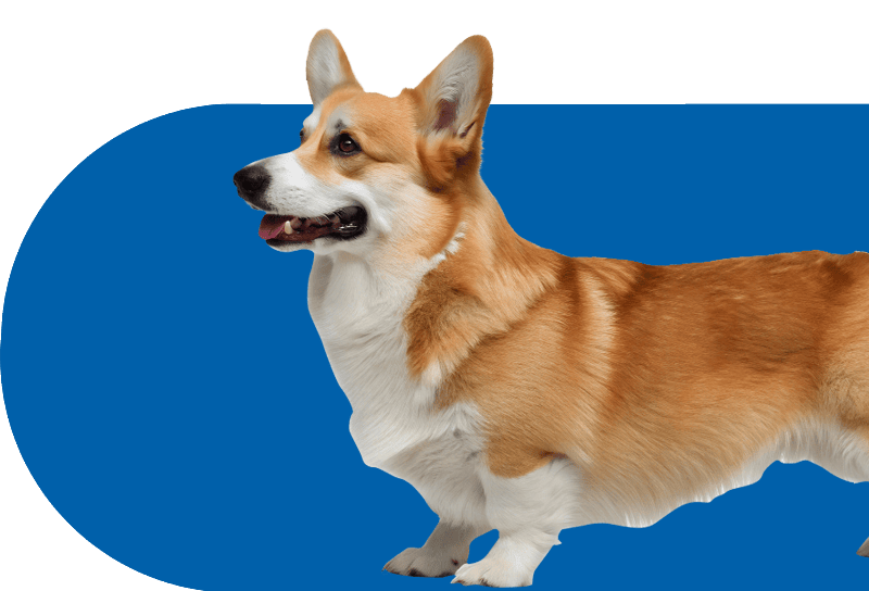 A corgi with tan and white fur stands facing left with its mouth slightly open.