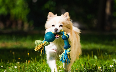 Fourth of July Pet Safety