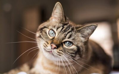 Routine Wellness Care