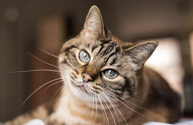 Gray cat looking infront