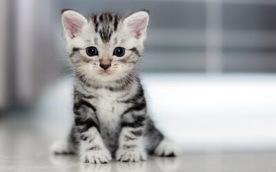 Welcome to Kitten Parenthood