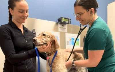Your Pet’s Surgery at Cascade Summit Animal Hospital